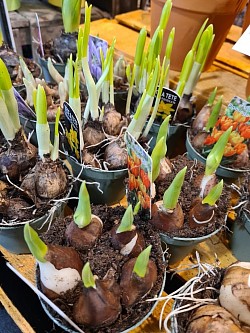 Narcisses, Muscaris, Tulipes, jacinthes
