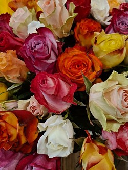 Nos roses à l’unité (Coloris variés)