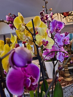 Orchidées (divers coloris)