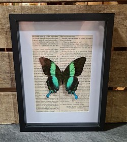 Papillon naturalisé sous son cadre (vendu)