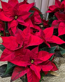 Poinsettias