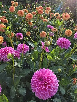 Dahlia