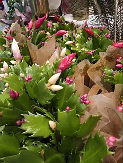 Schlumbergera (cactus de Noël)