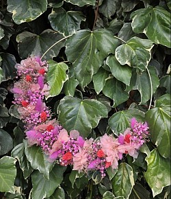 Camaïeu de rose